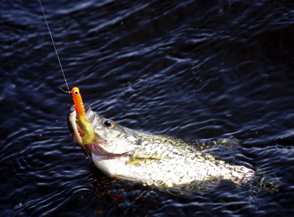 crappie fishing with a jig