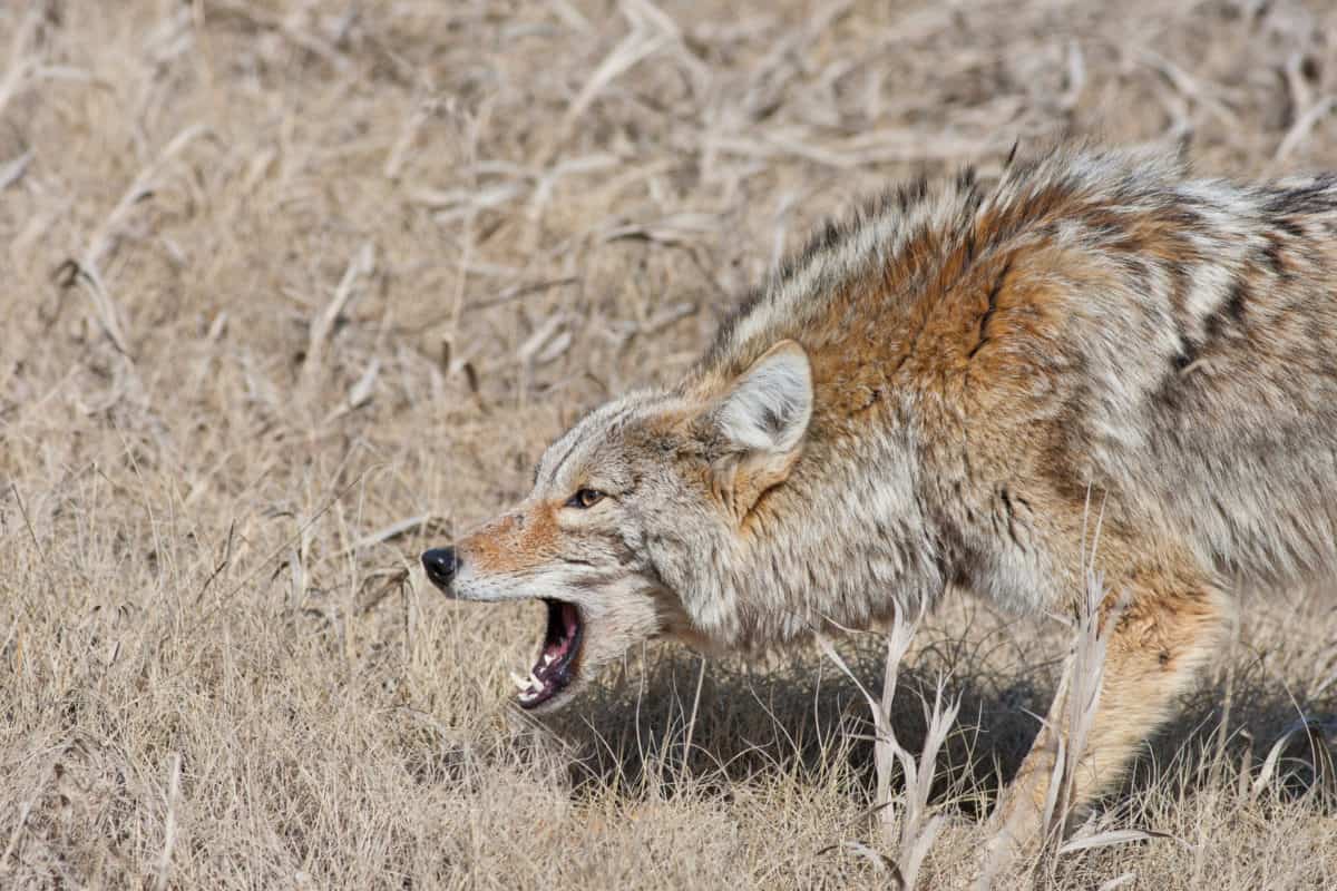 A fierce, snarling coyote with mouth open and hackles up.