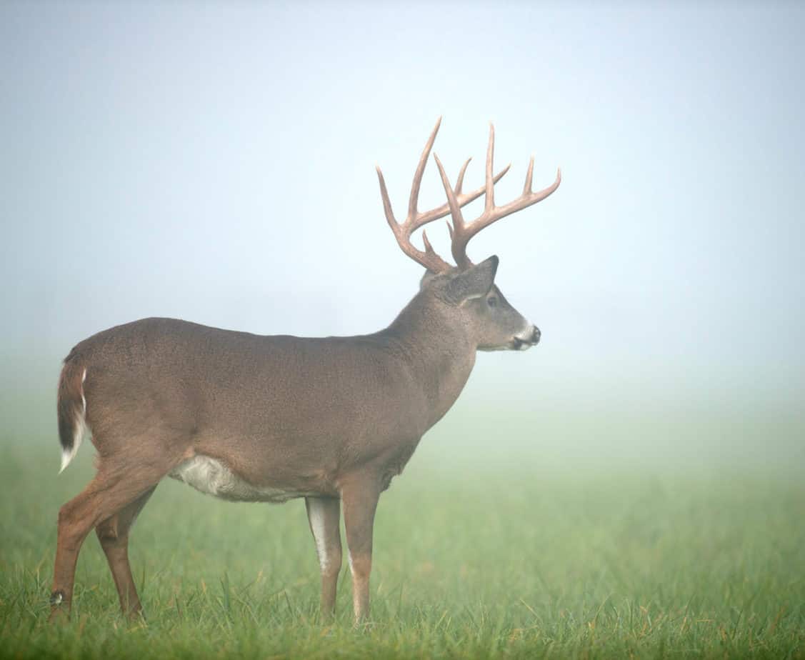 whitetail buck after a rain