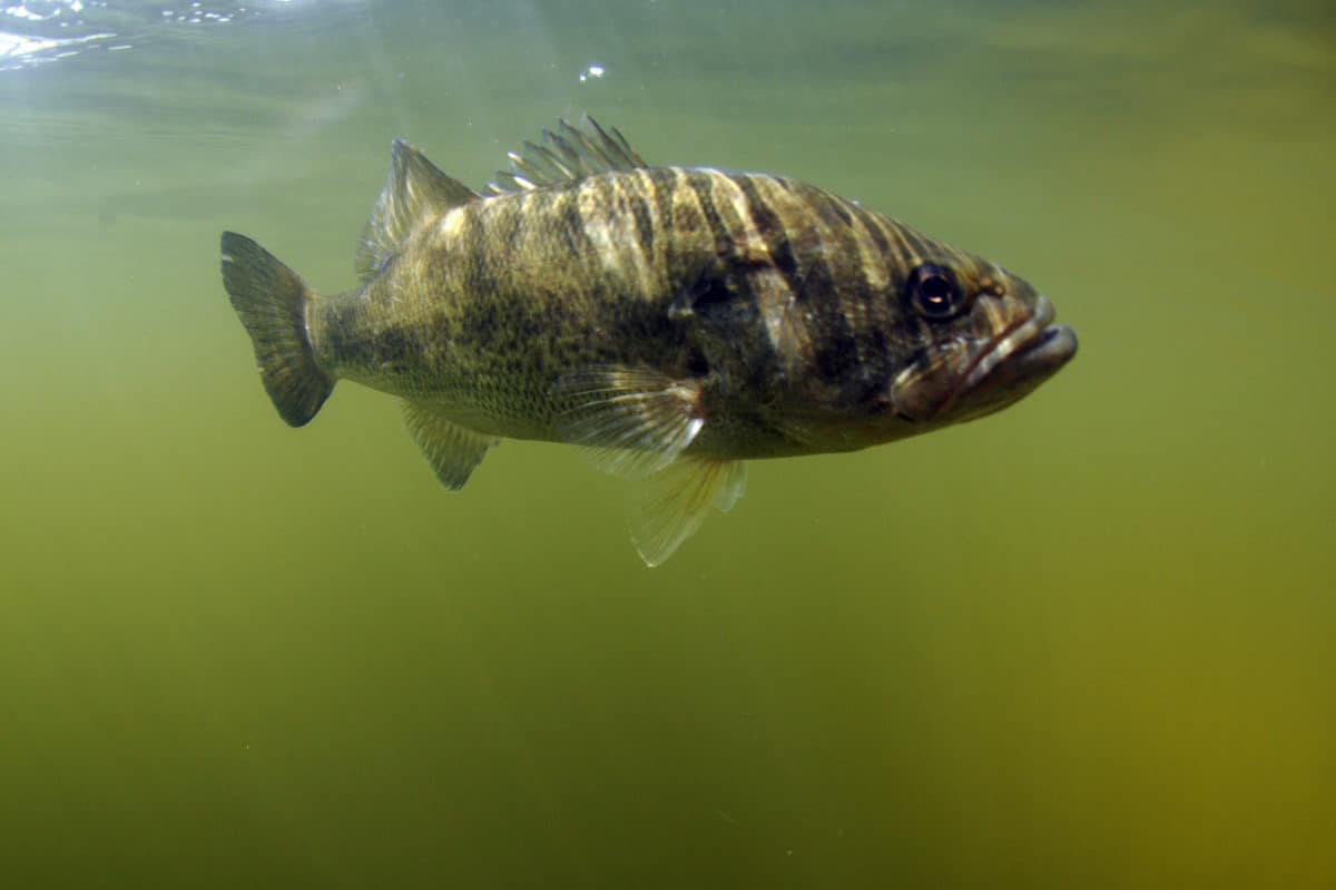 Largemouth bass