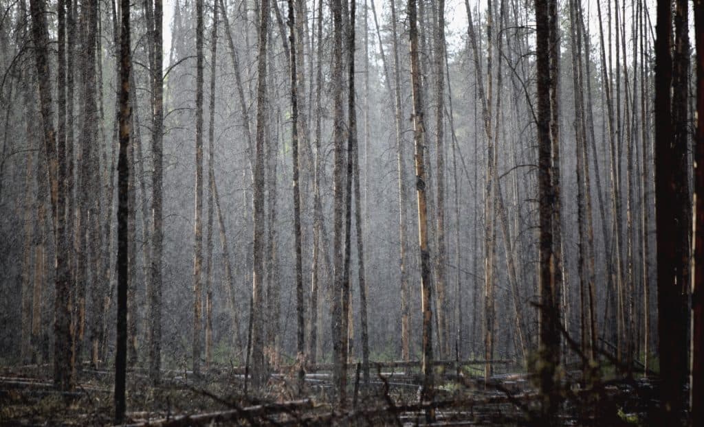 rain in the forest