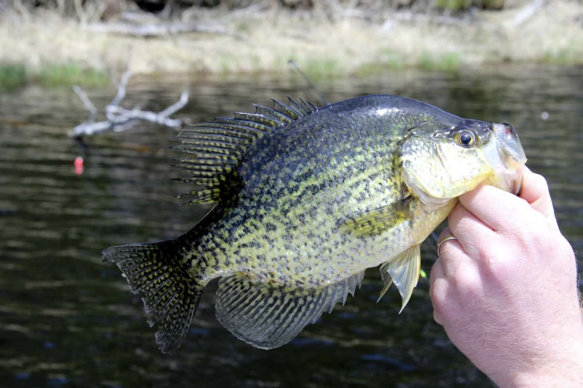 Crappie fishing