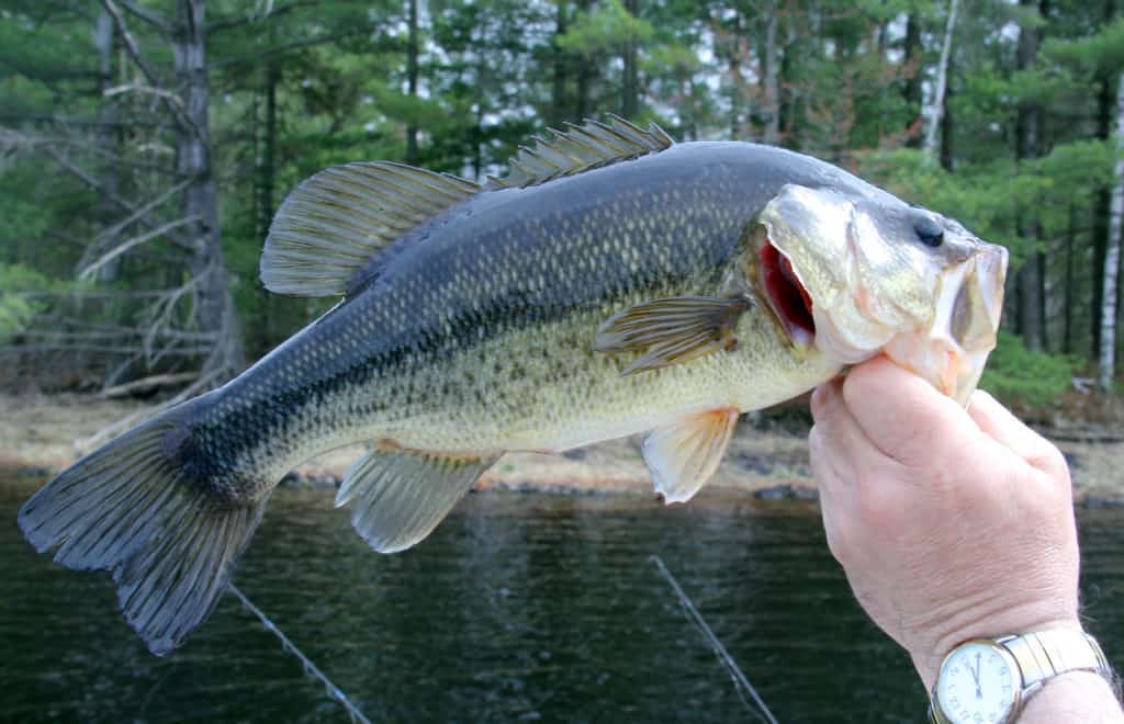 Fisherman holds up a Largemouth bass with the freshwater lake and pine trees in the background