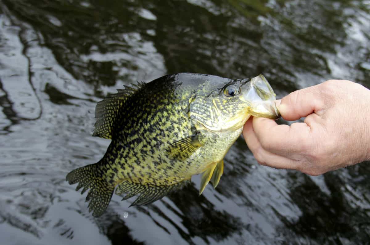 Crappie fishing from the bank