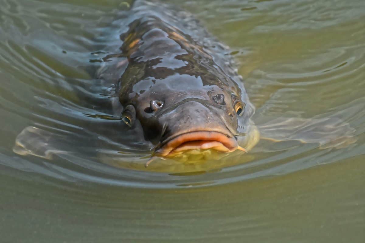 Asian Carp