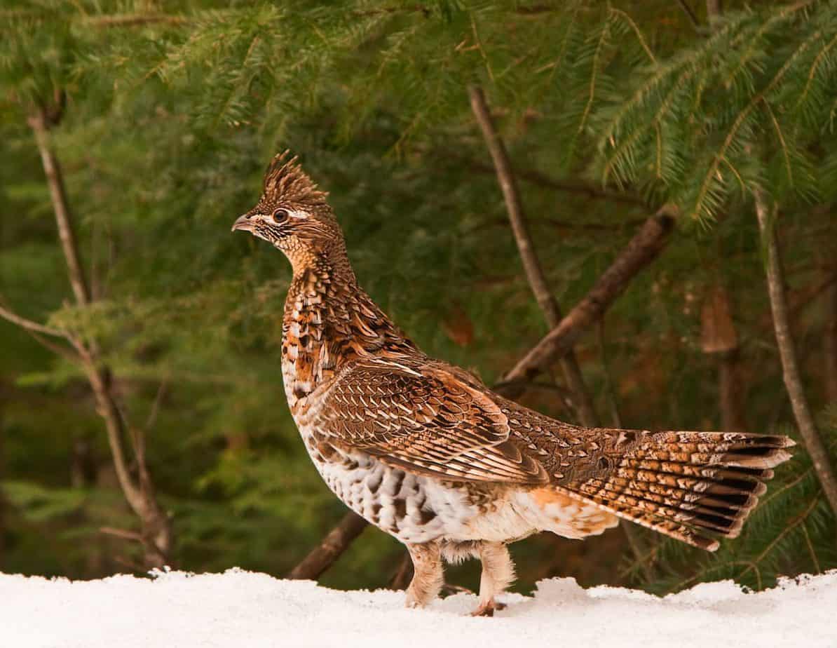 ruffed grouse