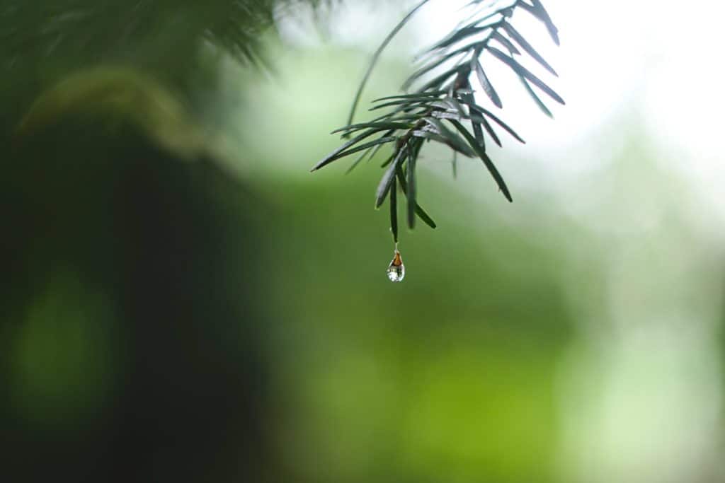 hunting after a rain