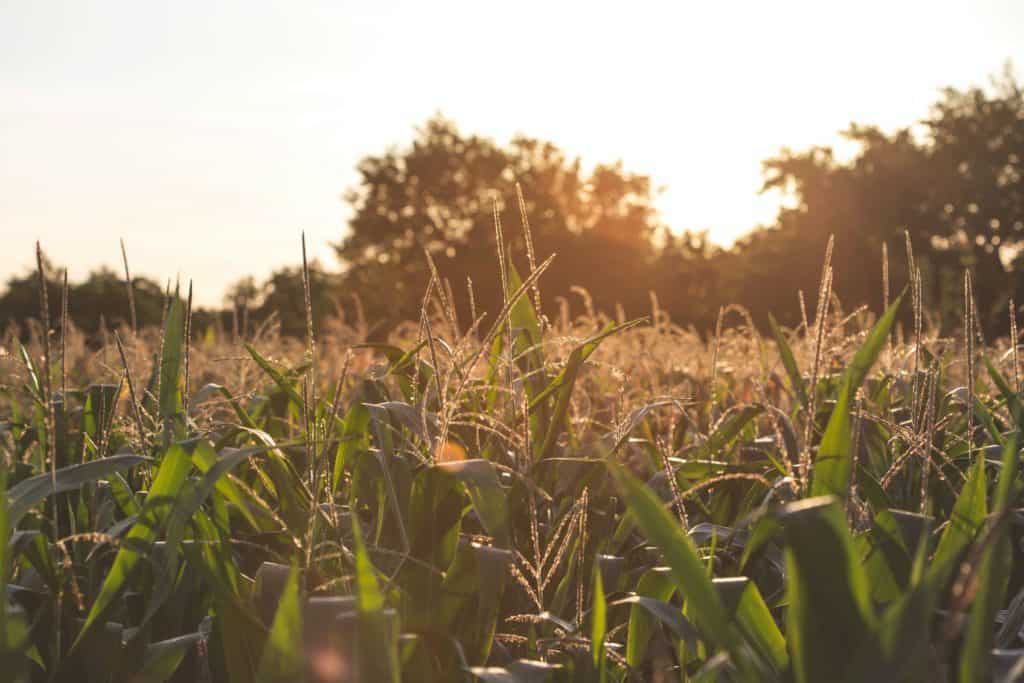 corn field