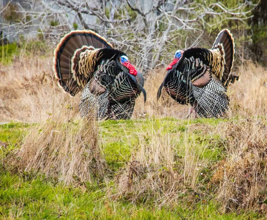 strutting gobblers