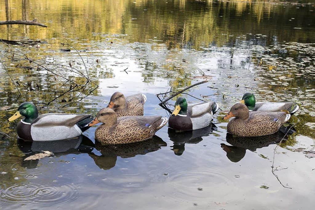 mallard decoys