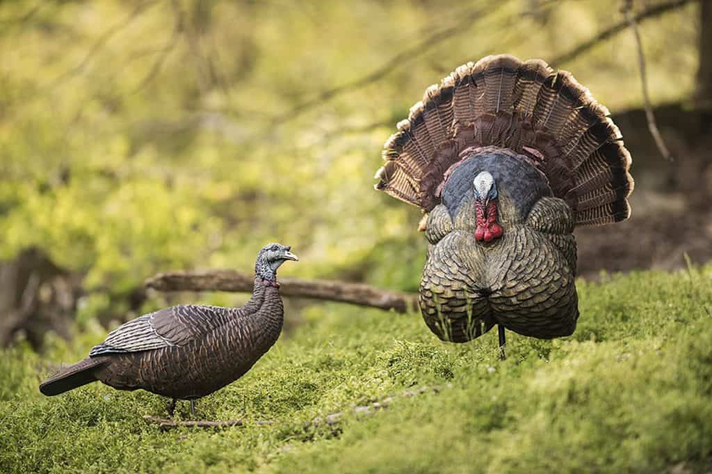 Turkey Decoy