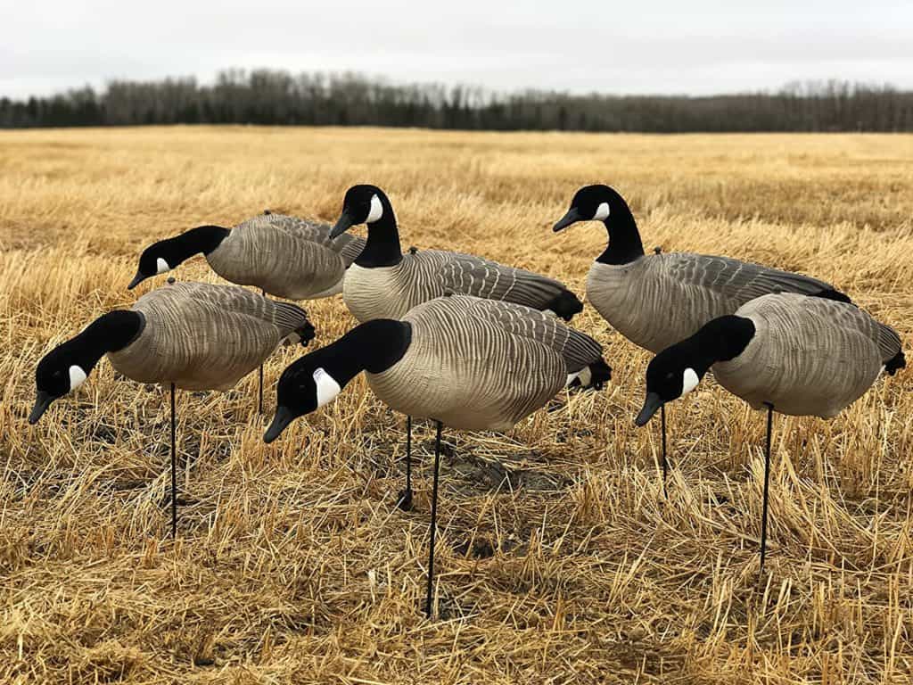 goose decoys
