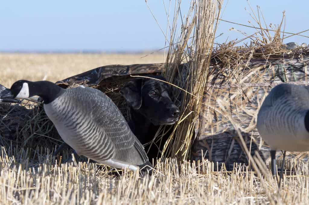 goose blind