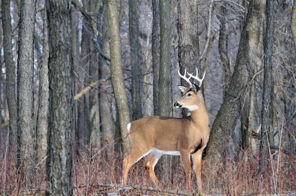 Can I hunt deer with an air rifle? Jack Outdoors