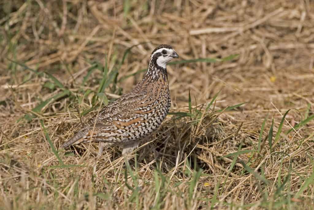 A Northern Bobwhite