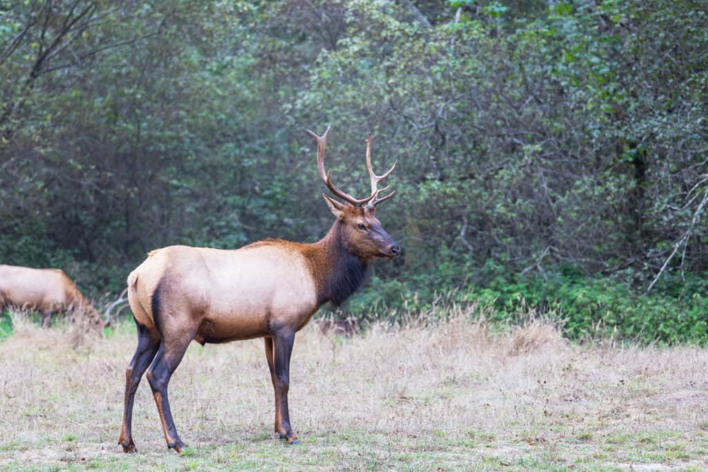 bull elk