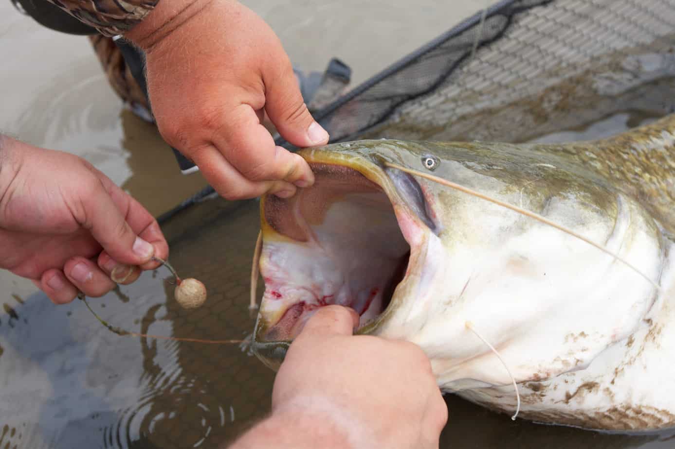 monster catfish