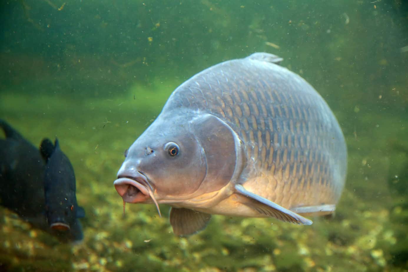 bowfishing for carp