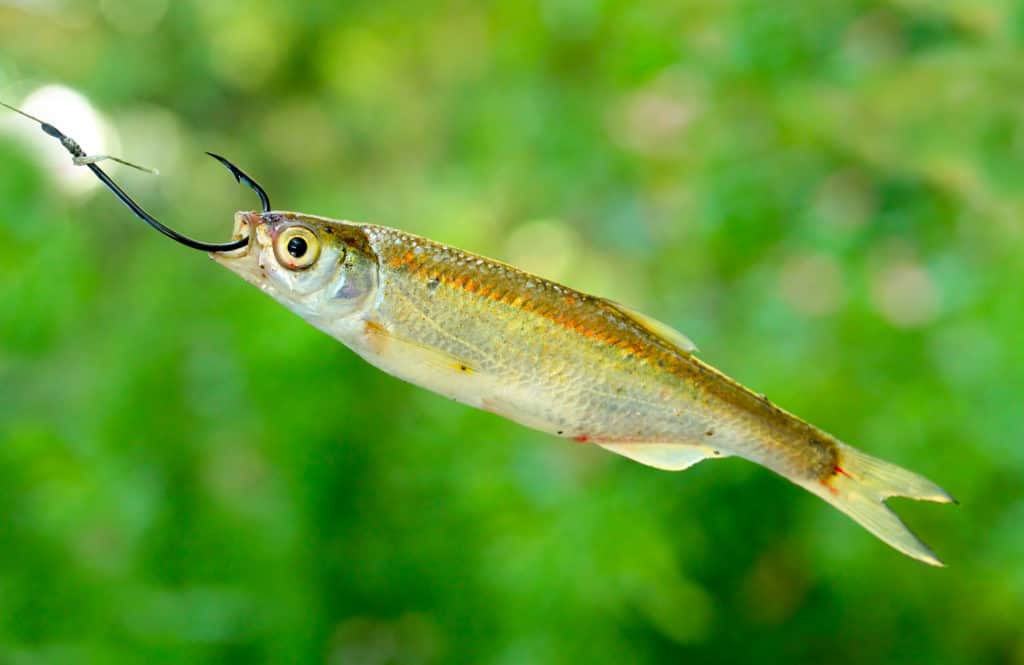 How to Seine for Bait Minnows Jack Outdoors