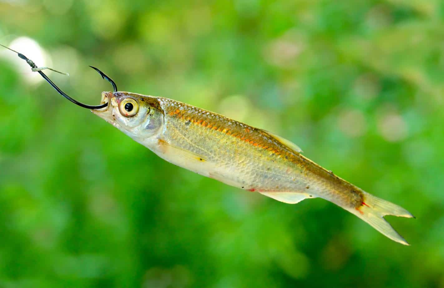 Bait Minnow