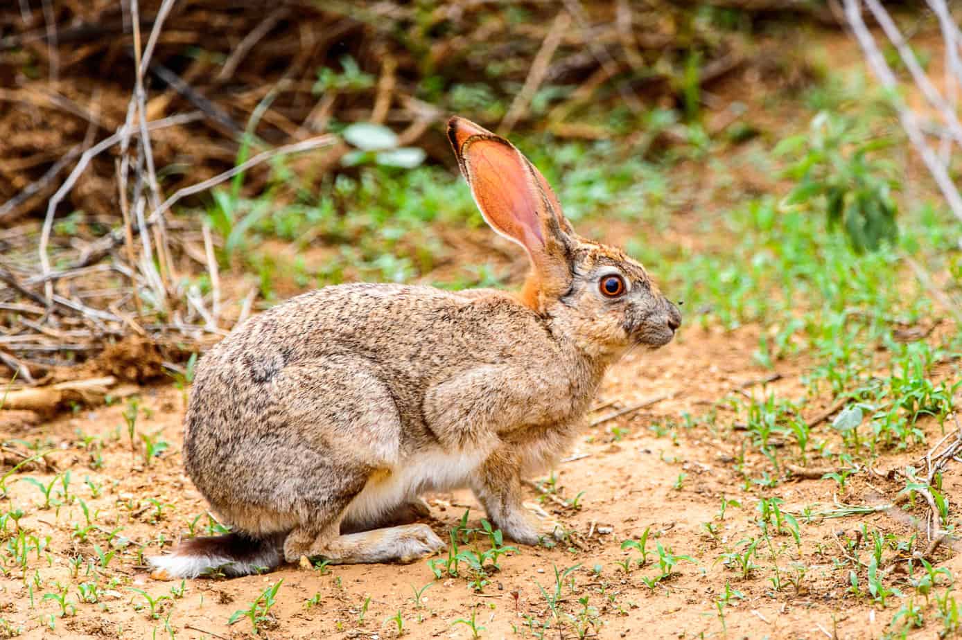 Brown hare on the grass