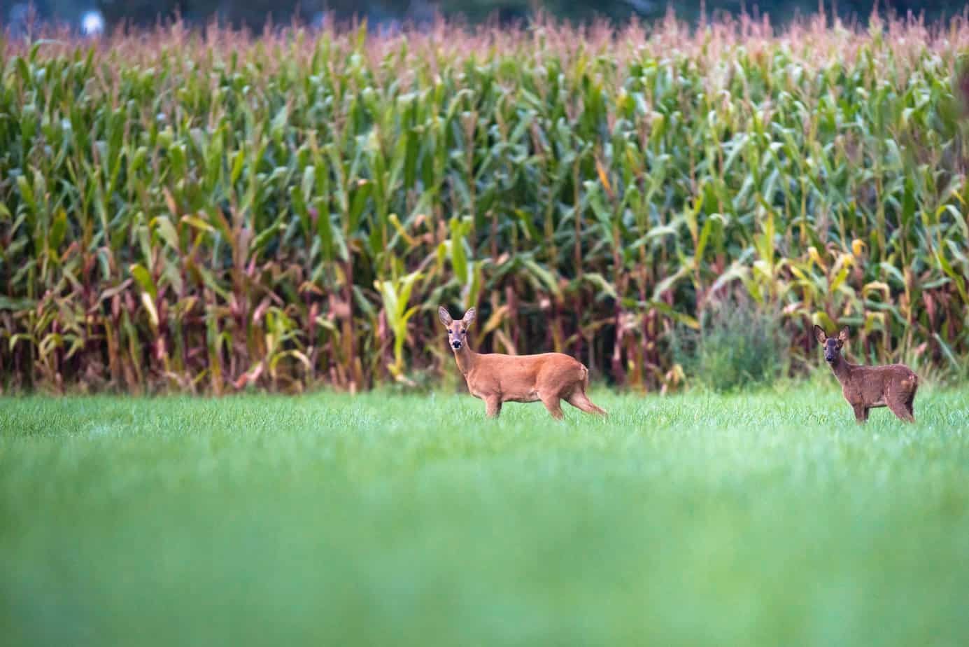 hunting acreage with two whitetail deer standing next to corn field