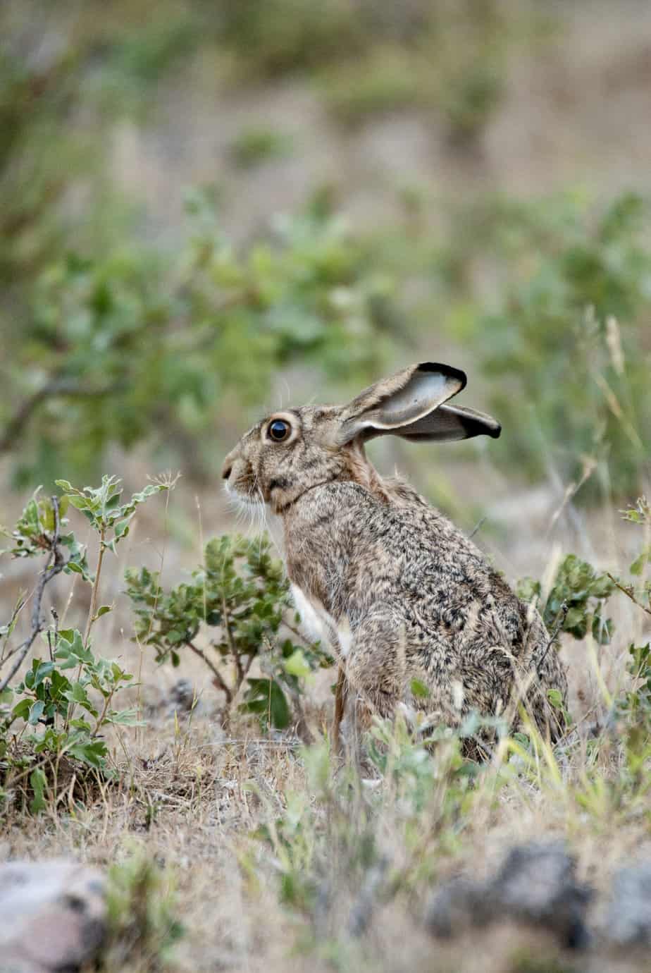 wild rabbit in a brushy environment