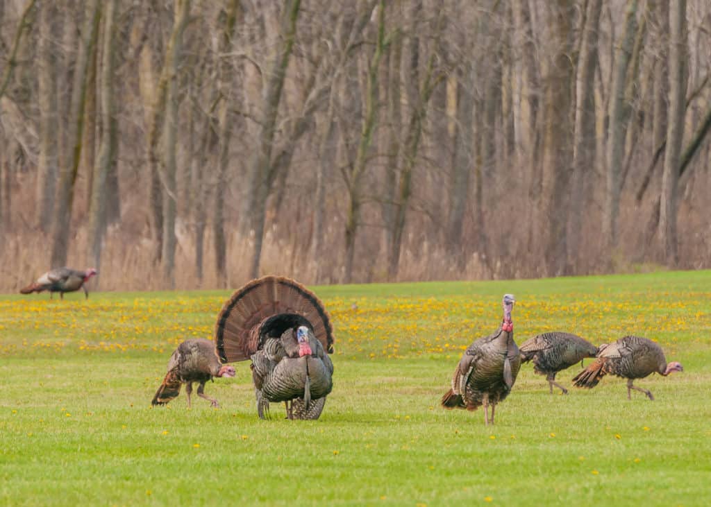 Strutting male wild turkey displaying in the spring mating season.