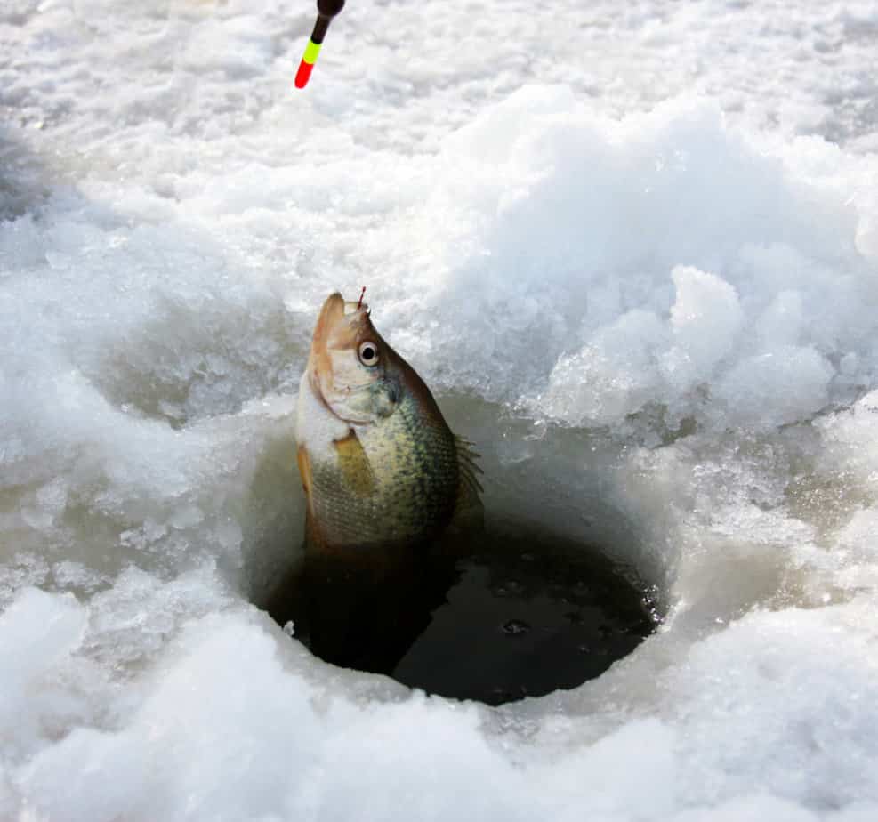crappie being pulled out of hole ice fishing