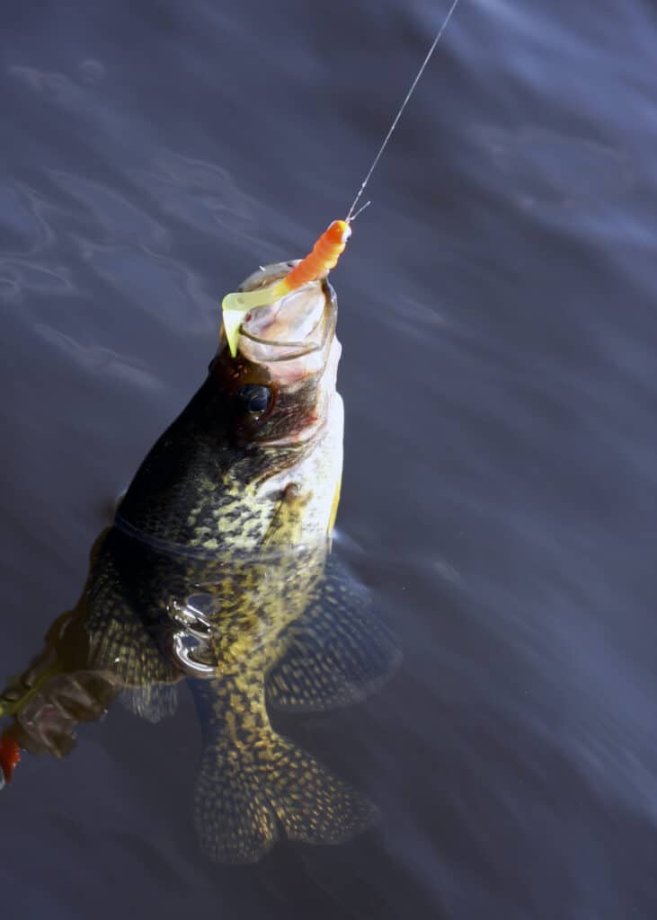 Fish hooked by the lip with open mouth in a fresh water lake