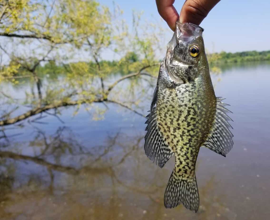 Holding a beautiful crappie before being released in the water
