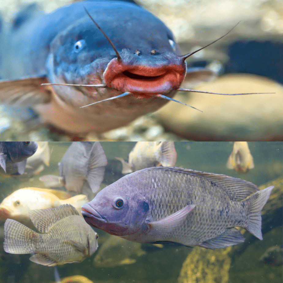 catfish vs. tilapia