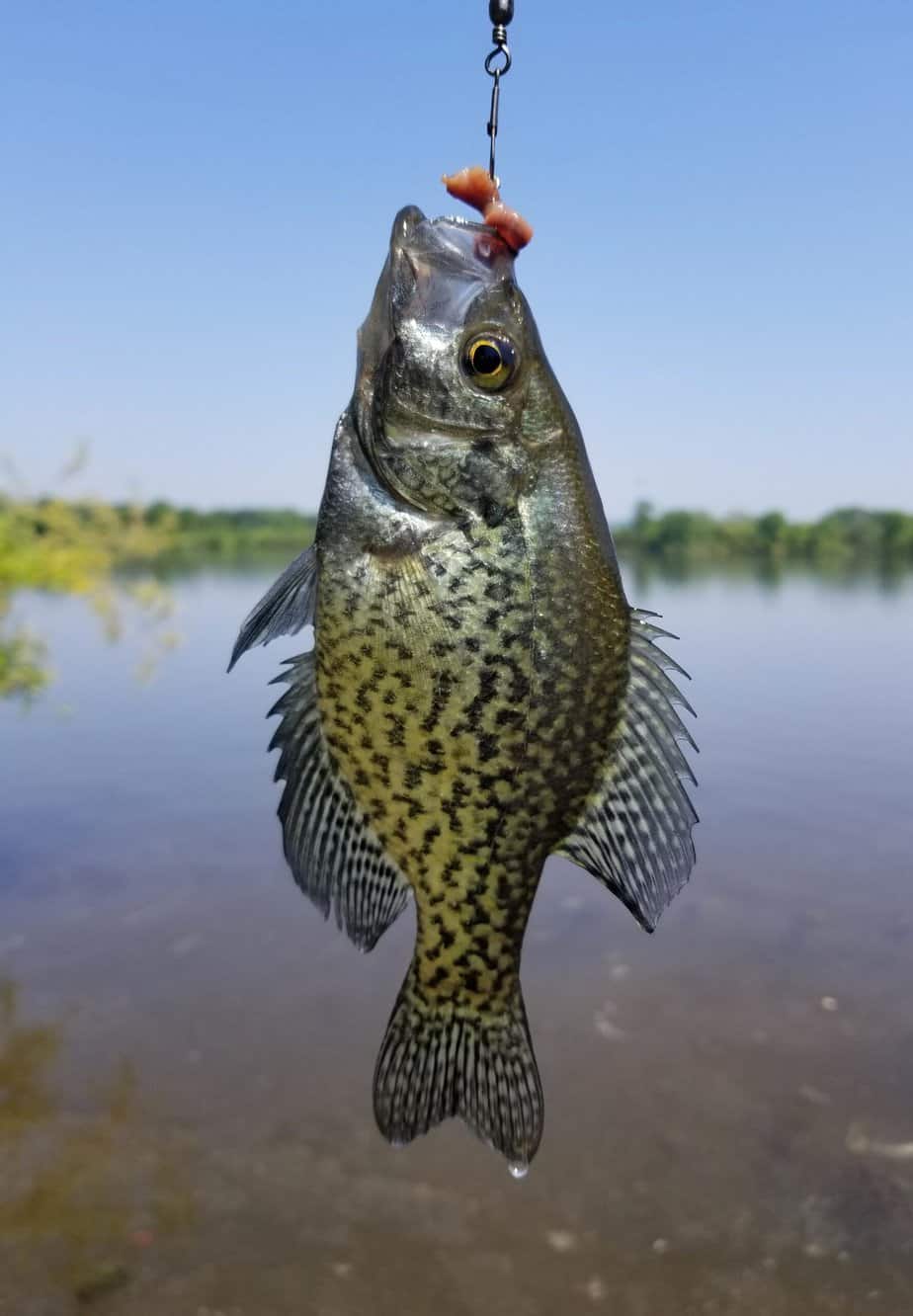 A beautiful crappie on a hook with worms