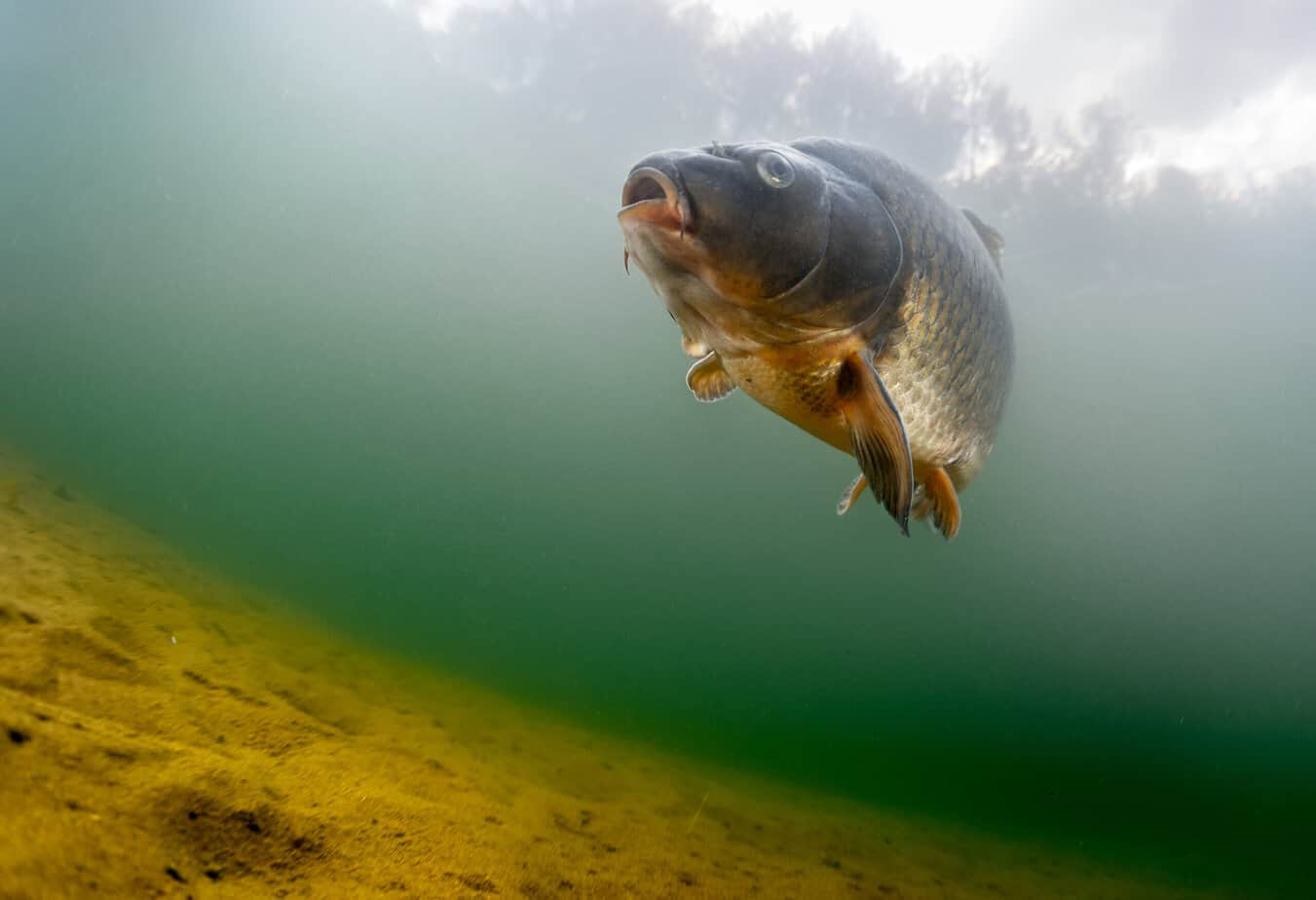 Fish (Carp of the family of Cyprinidae) in the pond near a bottom