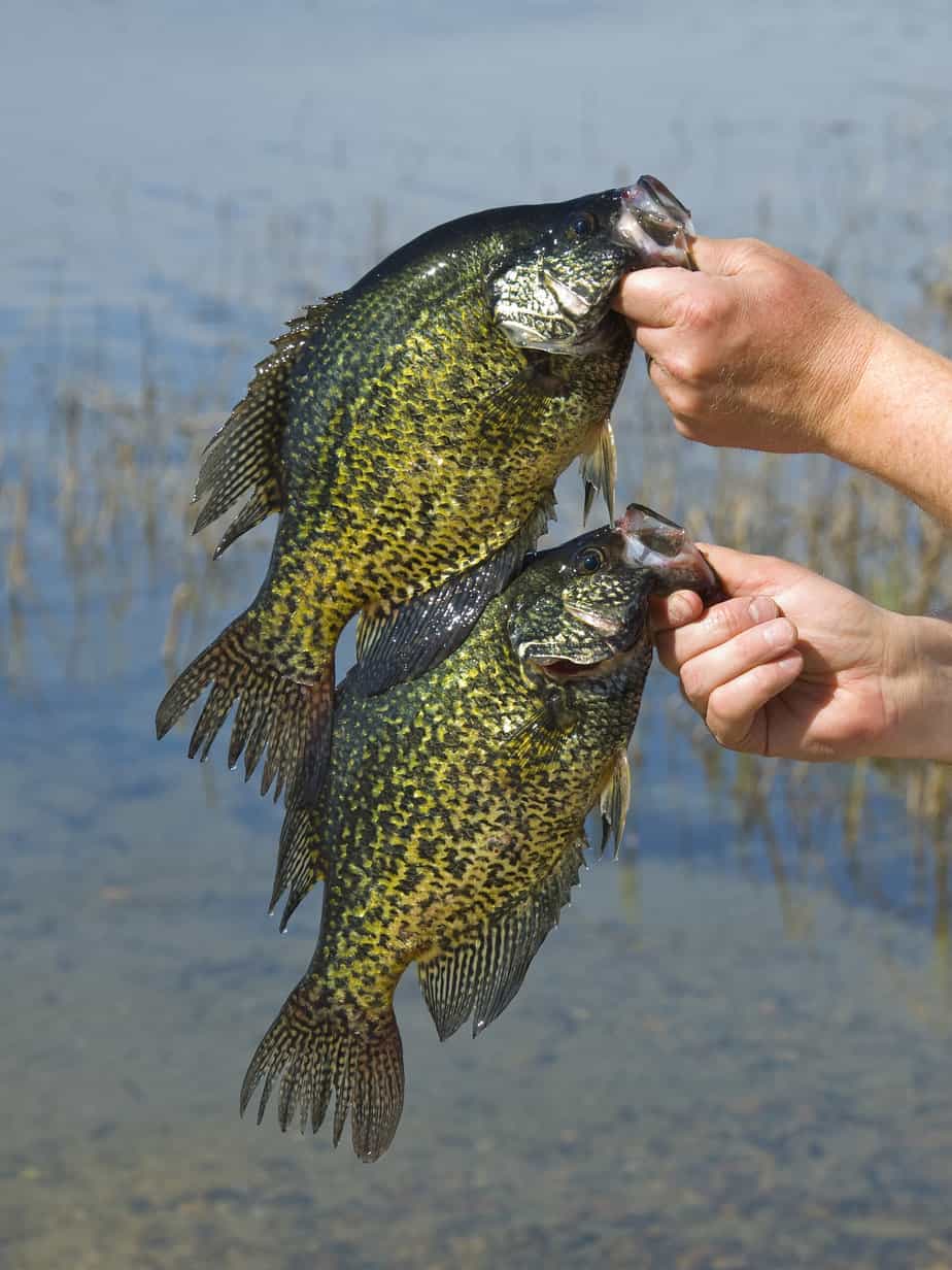 crappie bed fishing