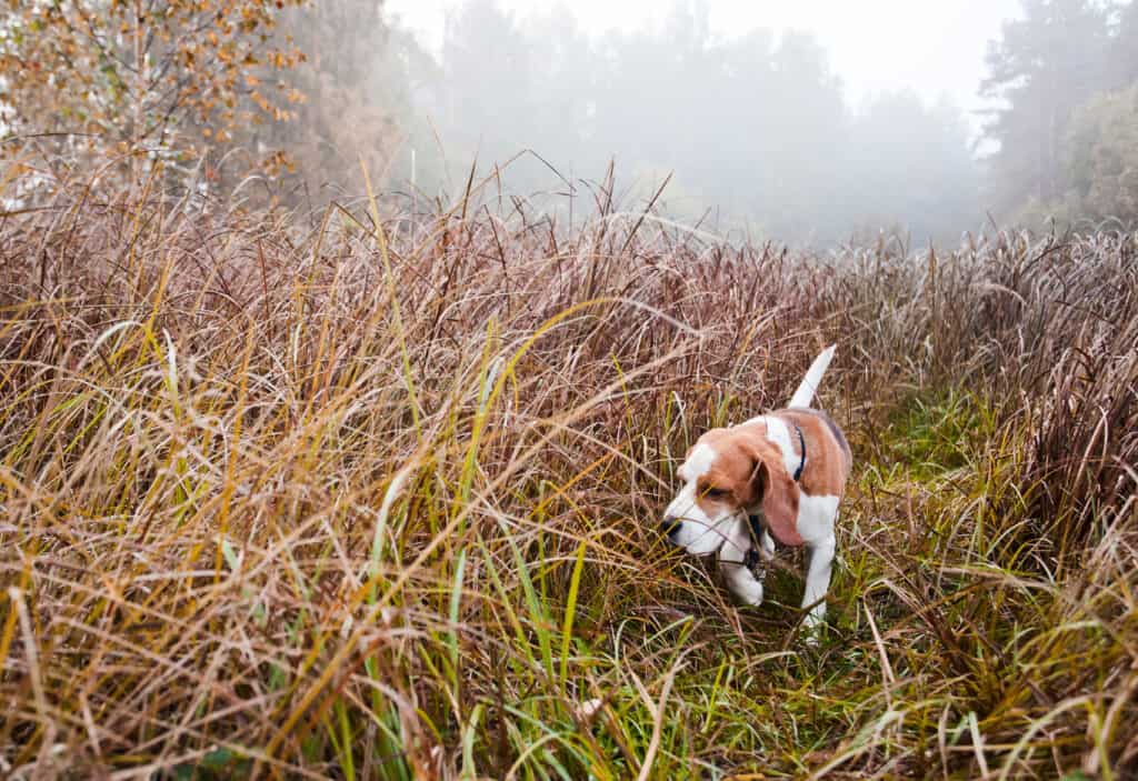 hunting beagle