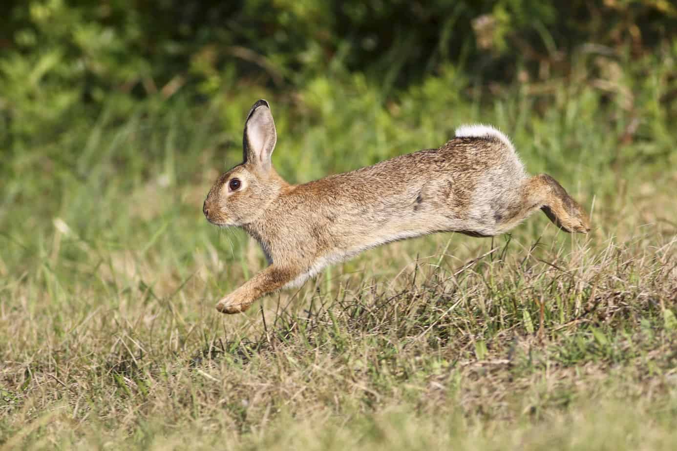 Wild cute rabbit is jumping on meadow