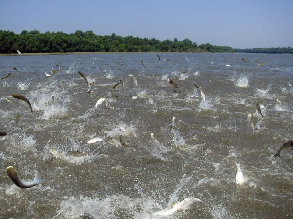 overpopulated asian carp jumping in a river behind a boat.