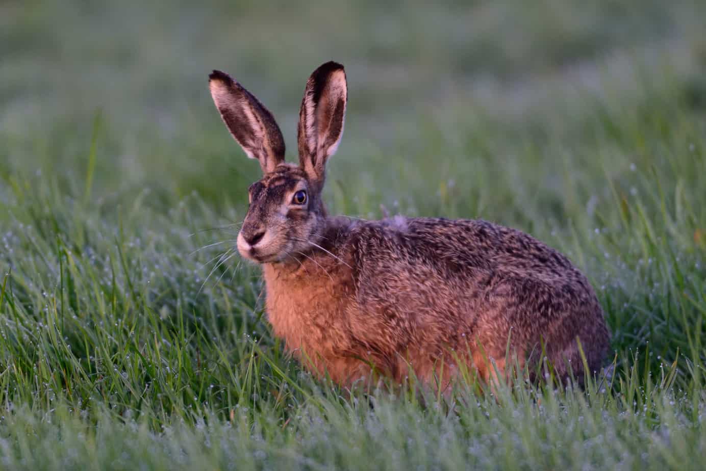 Brown hare in the meadow in the morning