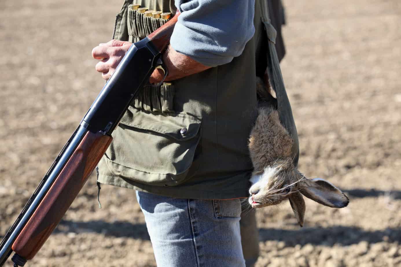 rabbit hunt with shotgun and rabbit in vest