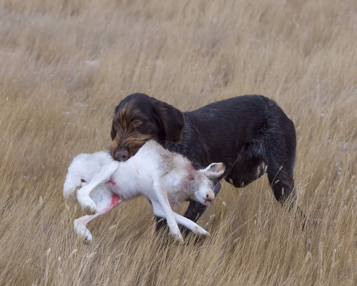 rabbit-hunting-with-dog