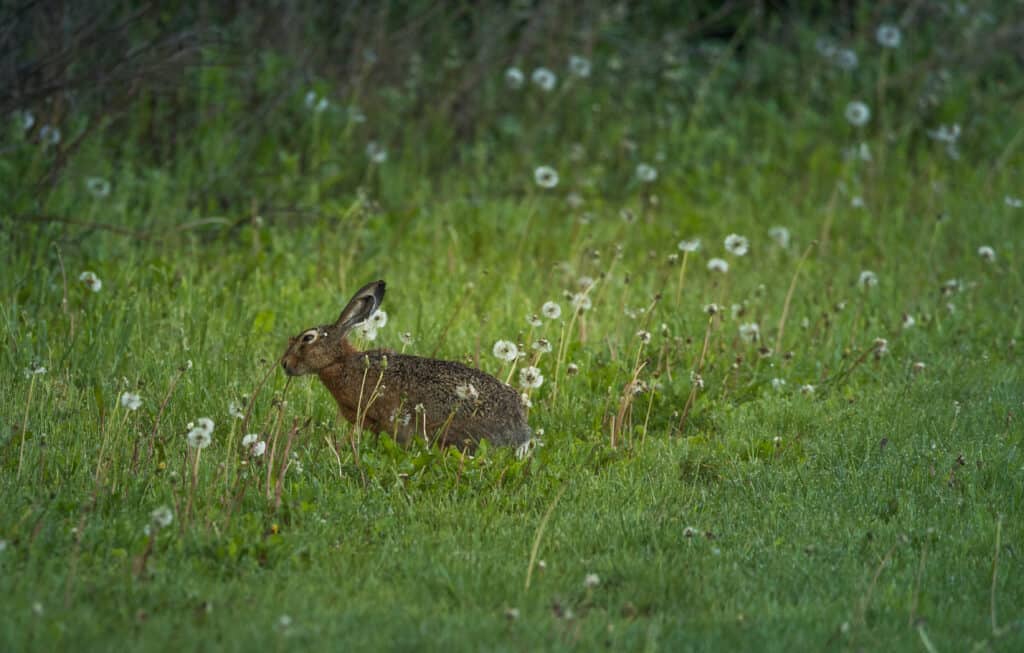 Rabbit on the meadow in the morning