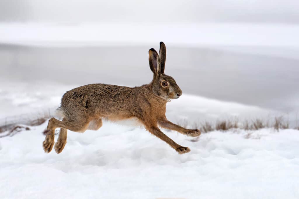 Hare running in the winter field