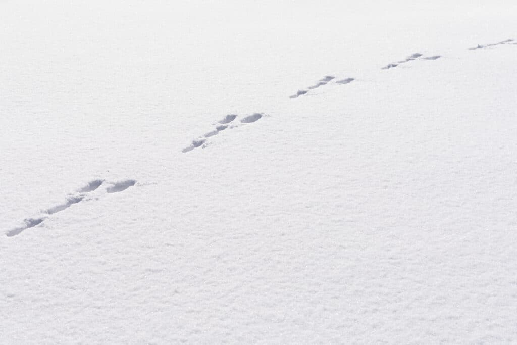 Hare foot tracks in snow forest. winter background.
