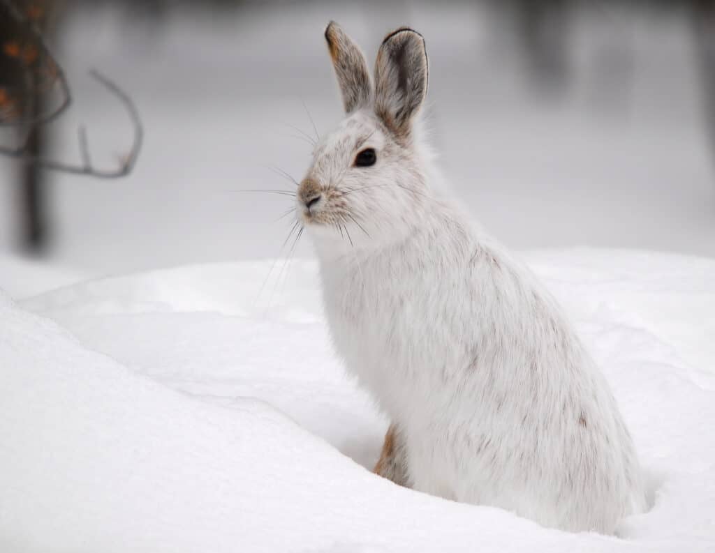 A white Snowshoe Hare in Winter