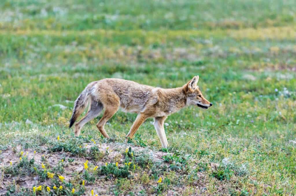 A coyote walks in Wind Cave National Park in South Dakota