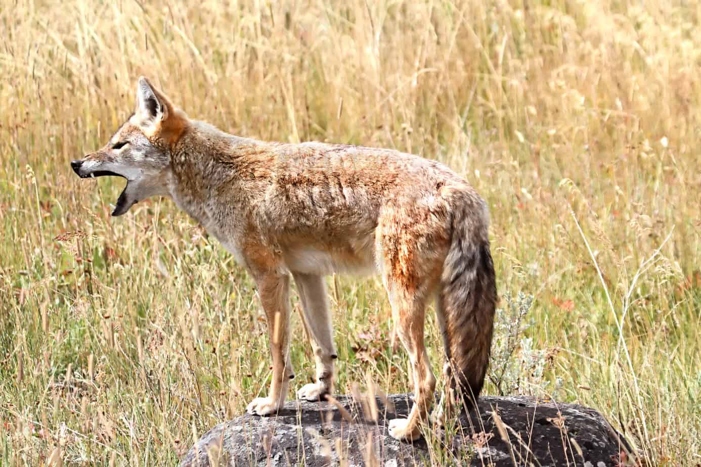 Western Coyote (Canis latrans) howling in Yellowstone National Park