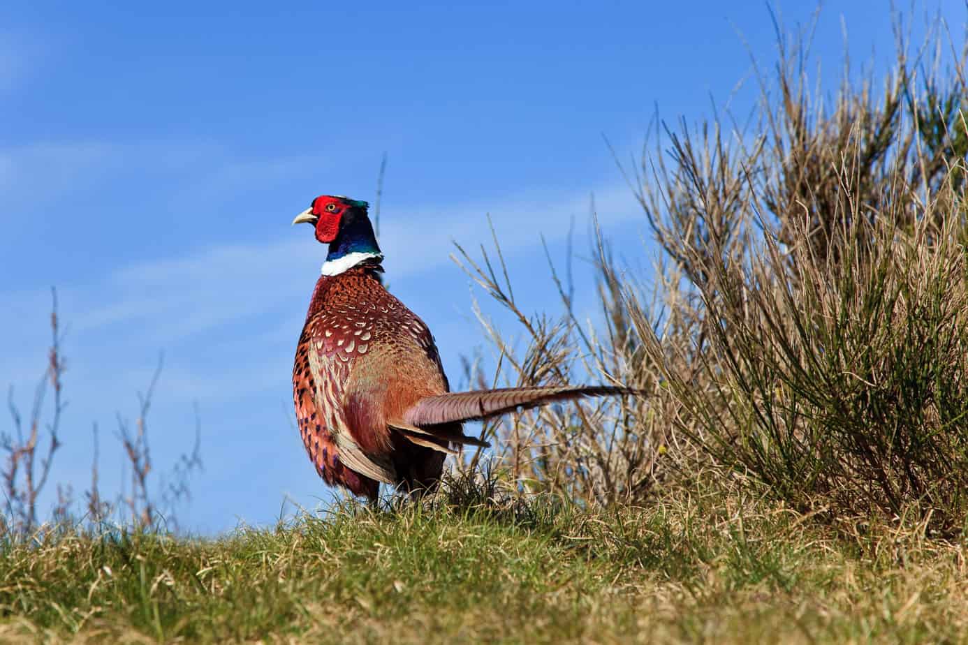 Pheasant male bird in a dunes landscape