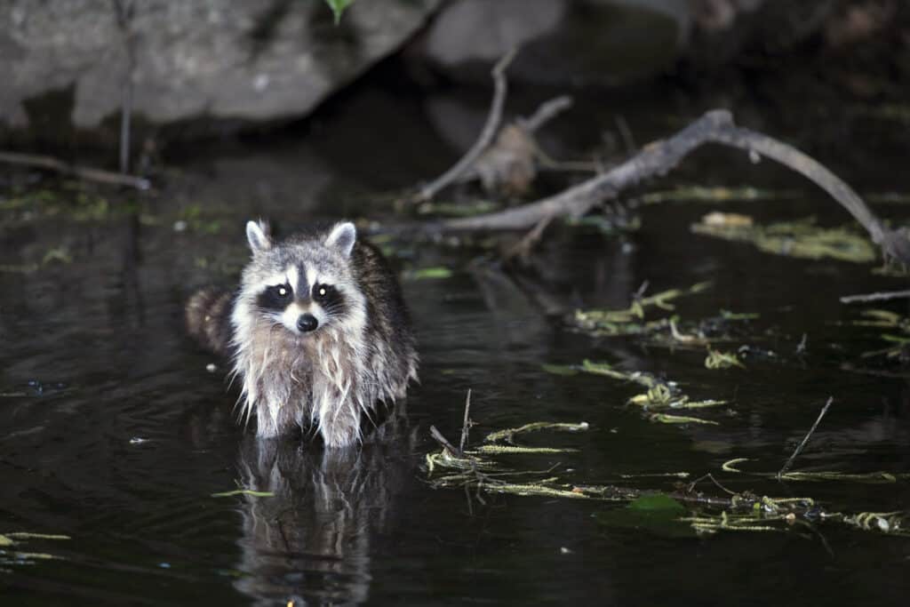 raccoon in water at night