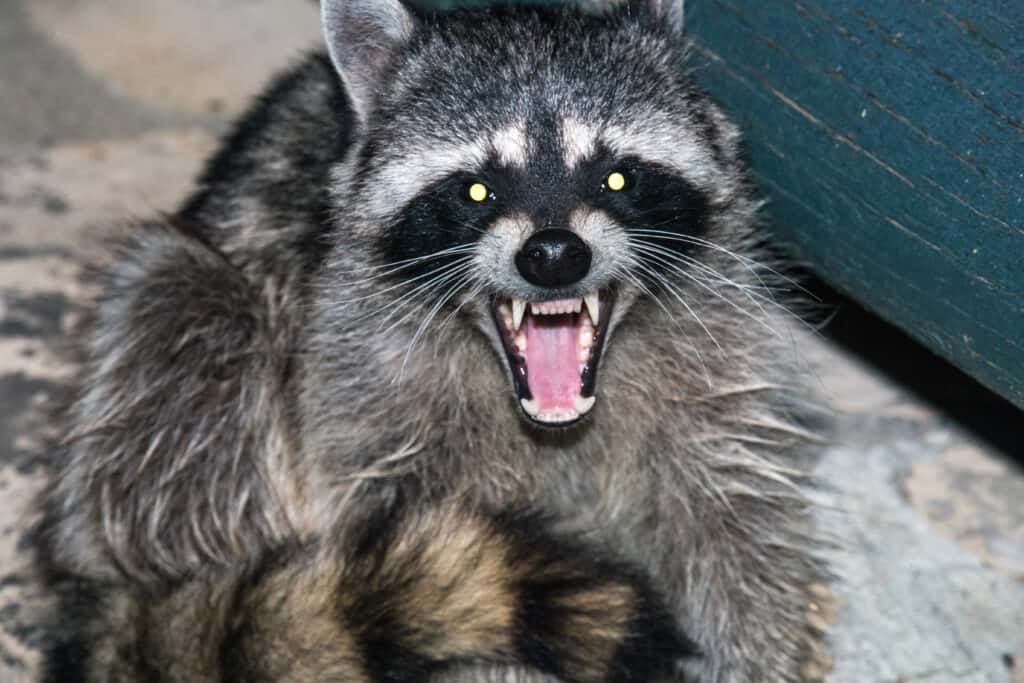 Can I Hunt Raccoons with an Air Rifle? Jack Outdoors